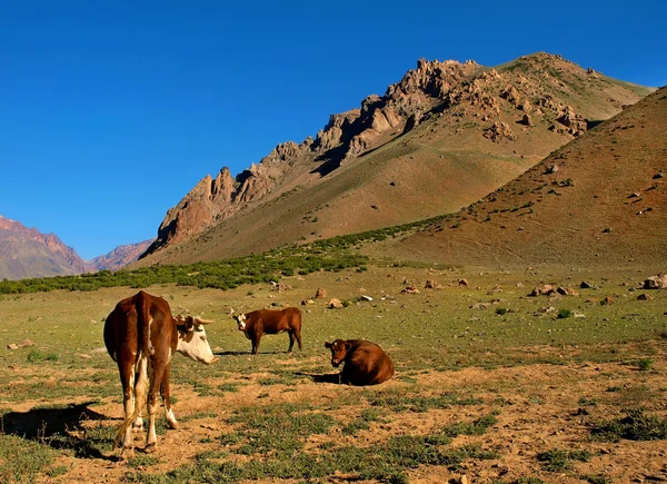 Valle delle Ande con bestiame che mangia erba, Argentina, Sud America — Foto Stock