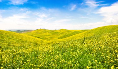 güzel Toskana peyzaj alanı çiçekler val d'orcia, İtalya