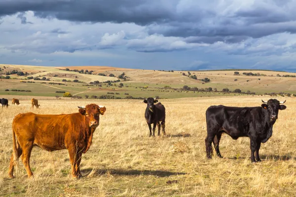 Beautiful landscape with cattle and dark clouds at sunset, Castilla y Leon region, Spain