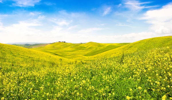 Красивый пейзаж Тосканы с полем цветов в Валь д 'Орча, Италия — стоковое фото