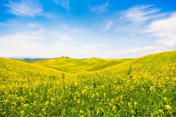 ヴァル ド オルチャ、イタリアの花のフィールドを持つ美しいトスカーナの風景 — ストック写真