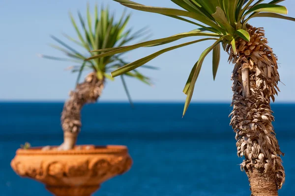 Palm trees in terra cotta pots with the ocean in the background in Italy, Europe — Stock Photo, Image