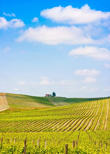 Paisagem panorâmica da Toscana com vinha na região de Chianti, Toscana, Itália — Fotografia de Stock