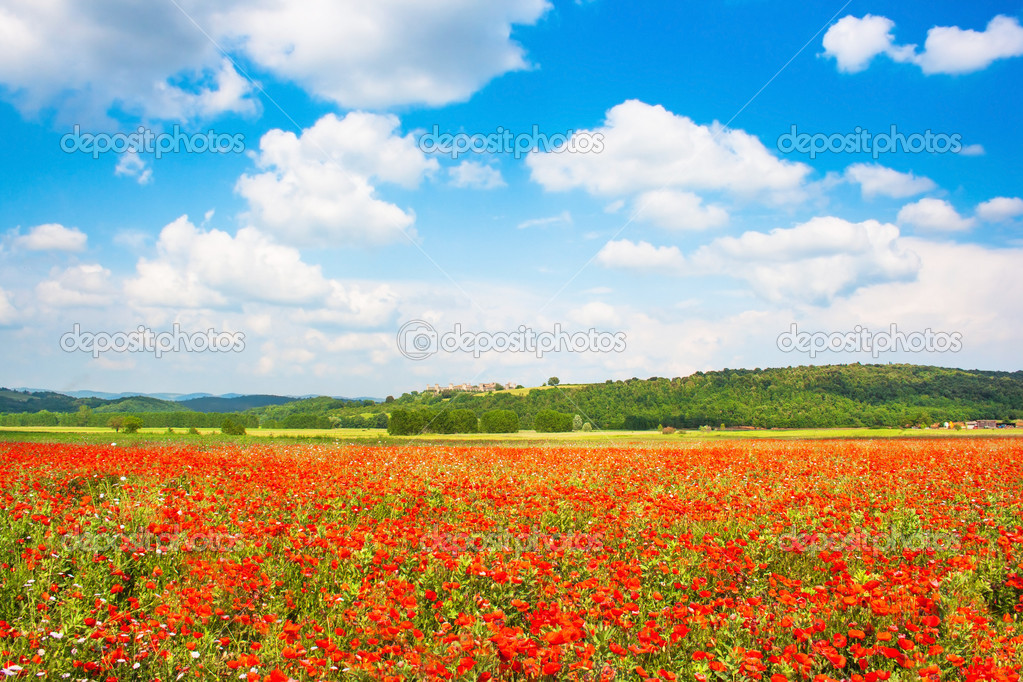Beautiful landscape with field of red poppy flowers and blue sky in Tuscany, Italy