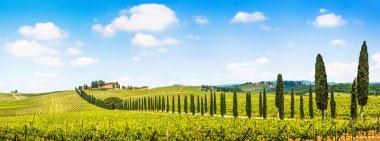 İtalya, Toskana, Toskana ve Chianti bölgesindeki üzüm bağlarının panoramik manzarası