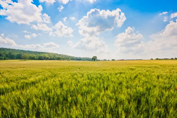 Pemandangan indah dengan ladang jagung dan pohon-pohon di Tuscany, Italia — Stok Foto