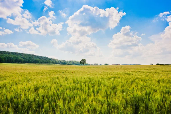 Красивый пейзаж с кукурузным полем и деревьями в Тоскане, Италия — стоковое фото