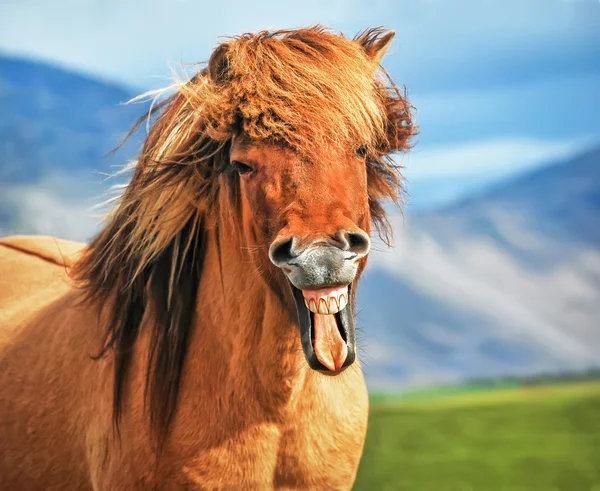 Caballo islandés sonriendo — Foto de Stock