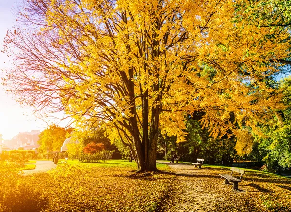 Güzel bir sonbahar sahne sunrise Park — Stok fotoğraf