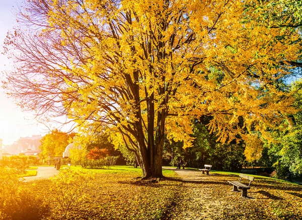 美丽的秋天景色，在公园在日出 — 图库照片
