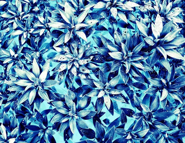 Сине Белый Фон Листьями Каплями Дождя Голубые Объемные Растения Тропических — стоковое фото