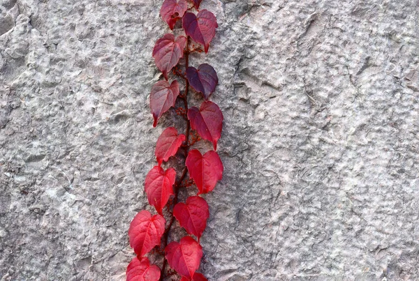 Zweig Mit Roten Kleinen Blättern Auf Grauem Hintergrund — Stockfoto