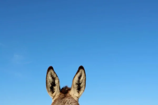 Donkey Ears Blue Sky Upright Pointy Ears — Stock Photo, Image