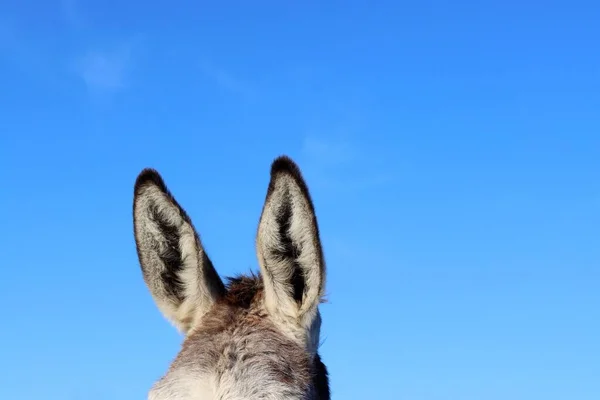 Part Head Donkey Blue Sky Donkey Head Ears Turned Left — Stock Photo, Image