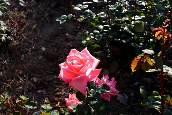 Delicato Fiore Rosa Rosa Sole Bocciolo Rosa Aperto — Foto Stock