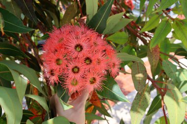 Narin pembe okaliptüs çiçekleri ve yeşil yapraklardan oluşan bir arka plan. Portekiz 'deki okaliptüs ormanları.