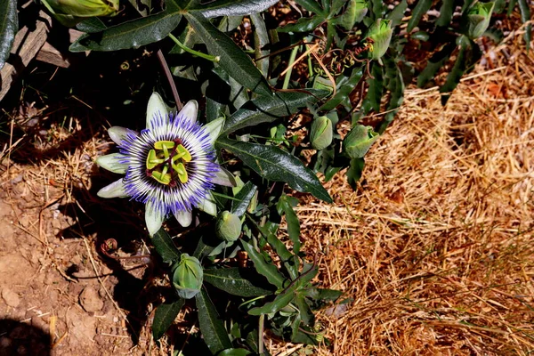 Flor Passiflora Starflower Com Folhas Verdes Escuras Botões Não Abertos — Fotografia de Stock