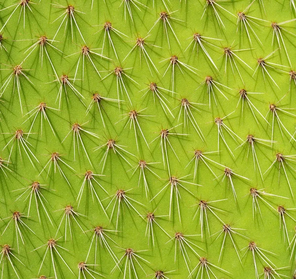 Primer Plano Las Espinas Cactus Verde Textura Patrón Natural Abstracto — Foto de Stock