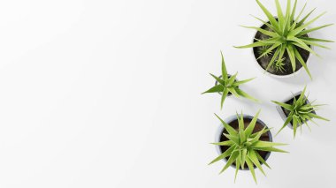 Sofrada sulu bitkiler, üst manzara. Botanik ev dekorasyonu minimalist bir kavram. Fotokopi alanı olan ev dekoru. 3d hazırlayıcı.