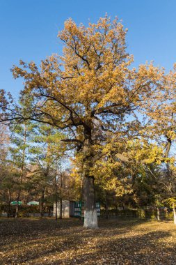 Kazakistan 'ın Uralsk şehrinin şehir parkındaki meşe ağacı, sonbaharda büyük bir ağaç, park