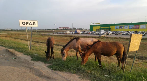 Atlar Uralsk Kenti Yakınlarında Kazakistan Uralsk Şehrinin Girişinde Oral Yazılı — Stok fotoğraf