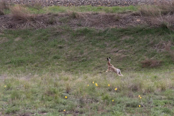 臆病なウサギが畑を駆け抜け怯えた野生のウサギが逃げ出し夏のウサギ狩りをします — ストック写真