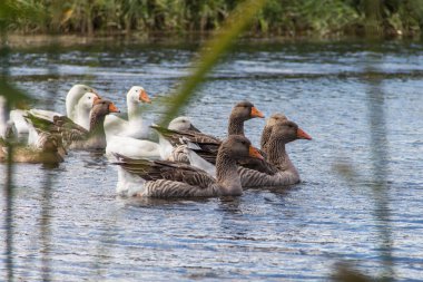 Evcil kazlar ve ördekler köyün yakınındaki nehirde yüzerler.