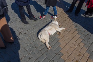 Uralsk, Kazakistan (Kazakistan), 22.03.2022 - yoldan geçen insanlar arasında beyaz büyük bir köpek uyur, meydanın ortasında uyuyan bir köpek, yorgun bir köpek sürüsü