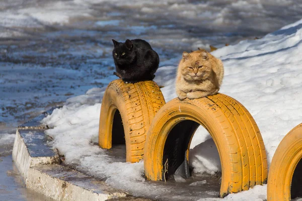 Svarta Och Röda Katter Ligga Bildäck Och Sola Vårdag Vårkatter — Stockfoto