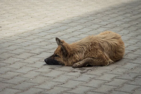 Tired stray dog lies in the shade on the pavement. The dog hides from the heat in the shade.