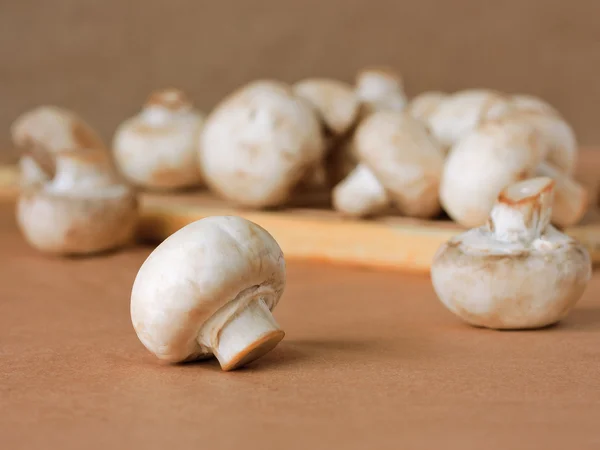 Field mushrooms — Stock Photo, Image