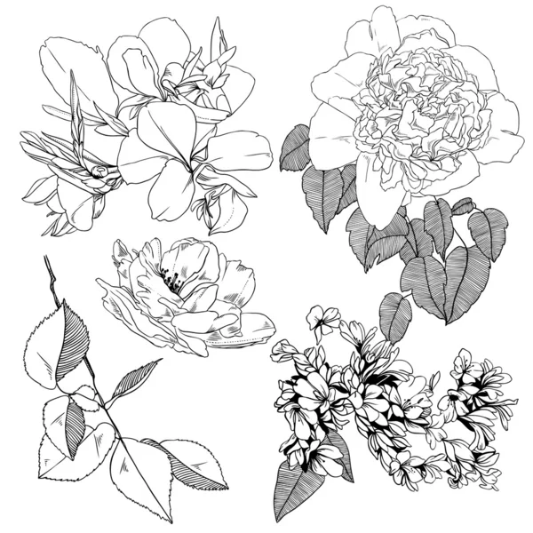 Conjunto vetorial de flores desenhadas à mão para design — Vetor de Stock