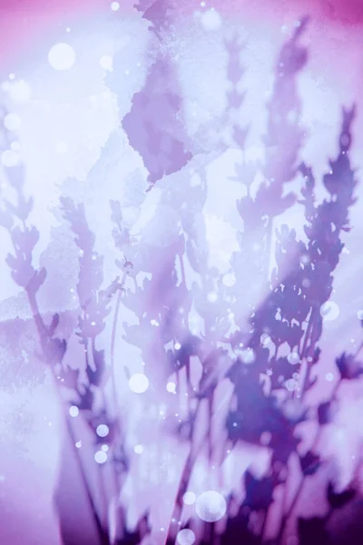 Violett Dröm Retrocollage Från Foto Torr Lavendelbukett Med Små Blommor — Stockfoto