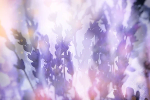 Фіолетова Мрія Ретро Колаж Фото Сухого Лавандового Букета Дрібними Квітами — стокове фото