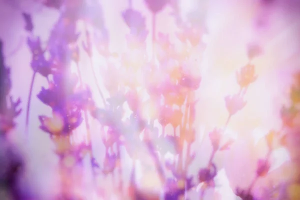 Sonho Violeta Colagem Retrô Foto Buquê Lavanda Seco Com Pequenas — Fotografia de Stock