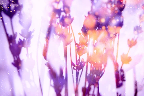 バイオレット夢 小さな花と水彩テクスチャとドライラベンダー花束の写真からレトロなコラージュ ヴィンテージトーンとポスト処理 — ストック写真