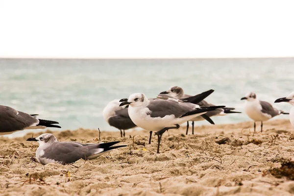 Ave en la playa — Foto de Stock