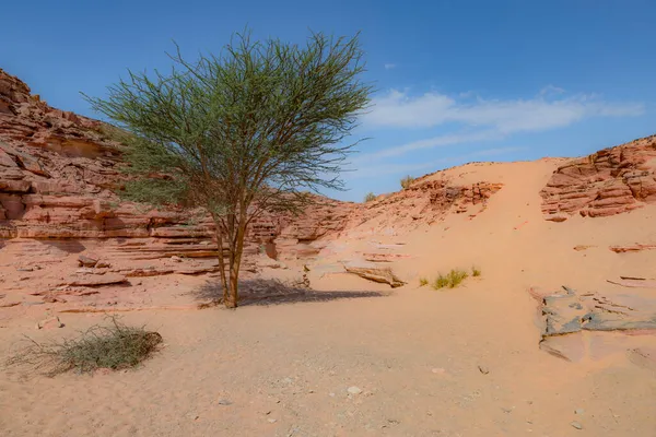 Canhão Vermelho Deserto Península Senai — Fotografia de Stock