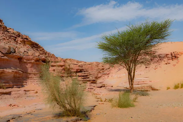 Canhão Vermelho Deserto Península Senai — Fotografia de Stock