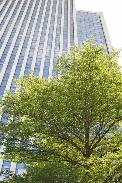 Árvore verde em um contexto de edifício de escritório alto — Fotografia de Stock