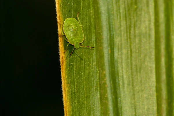 在一片绿色的叶子上爬行的绿色甲虫 — 图库照片