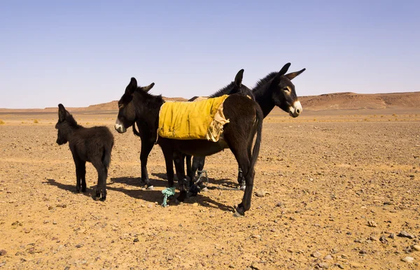 在沙漠中的驴 — 图库照片