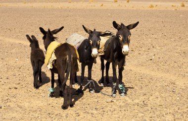 Çölün ortasında duran dört eşek