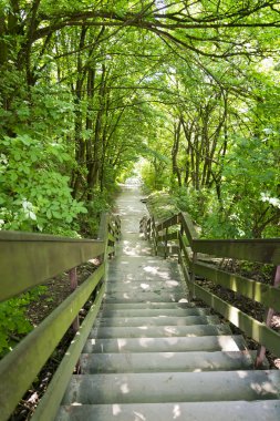 Aşağıda bir orman tarafından çevrili