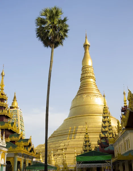 Pagode Shwedagon com Palma em Rangoon, Mianmar — Fotografia de Stock