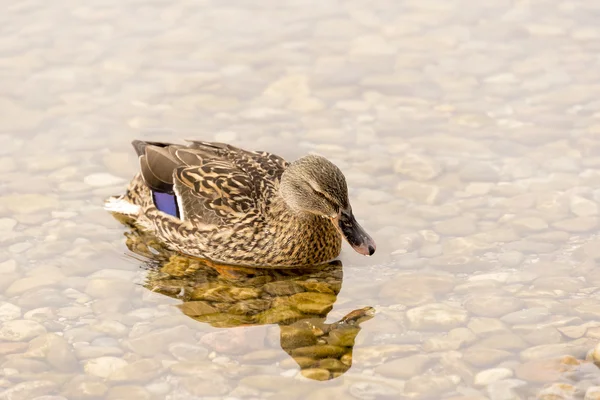 Wild Duck înot în lac — Fotografie, imagine de stoc