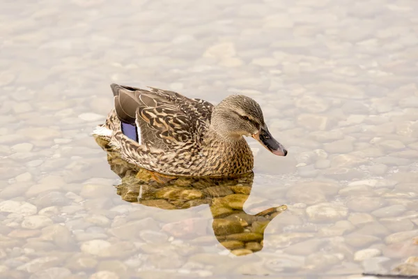 Wildenten schwimmen im See — Stockfoto