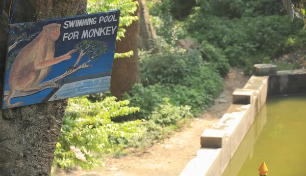 Zwembad voor apen. — Stockfoto