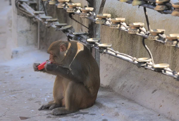 Tidbit comer mono . —  Fotos de Stock