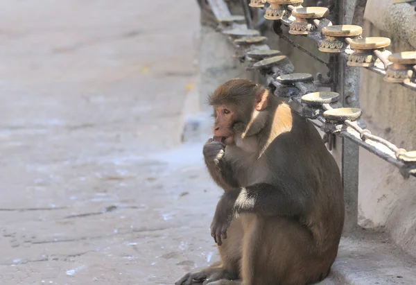 Godbit äta heliga monkey. — Stockfoto
